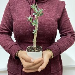 Bodur Beyaz Lüx Saksıda Ofis Ortamına Uygun Bonsai Zeytin Fidanı(Kargo Ücretsiz)