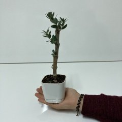 Bodur Beyaz Lüx Saksıda Ofis Ortamına Uygun Bonsai Zeytin Fidanı(Kargo Ücretsiz)