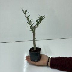 Bodur Siyah Lüx Saksıda Ofis Ortamına Uygun Bonsai Zeytin Fidanı(Kargo Ücretsiz)