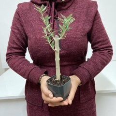 Bodur Siyah Lüx Saksıda Ofis Ortamına Uygun Bonsai Zeytin Fidanı(Kargo Ücretsiz)