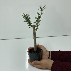 Bodur Siyah Lüx Saksıda Ofis Ortamına Uygun Bonsai Zeytin Fidanı(Kargo Ücretsiz)