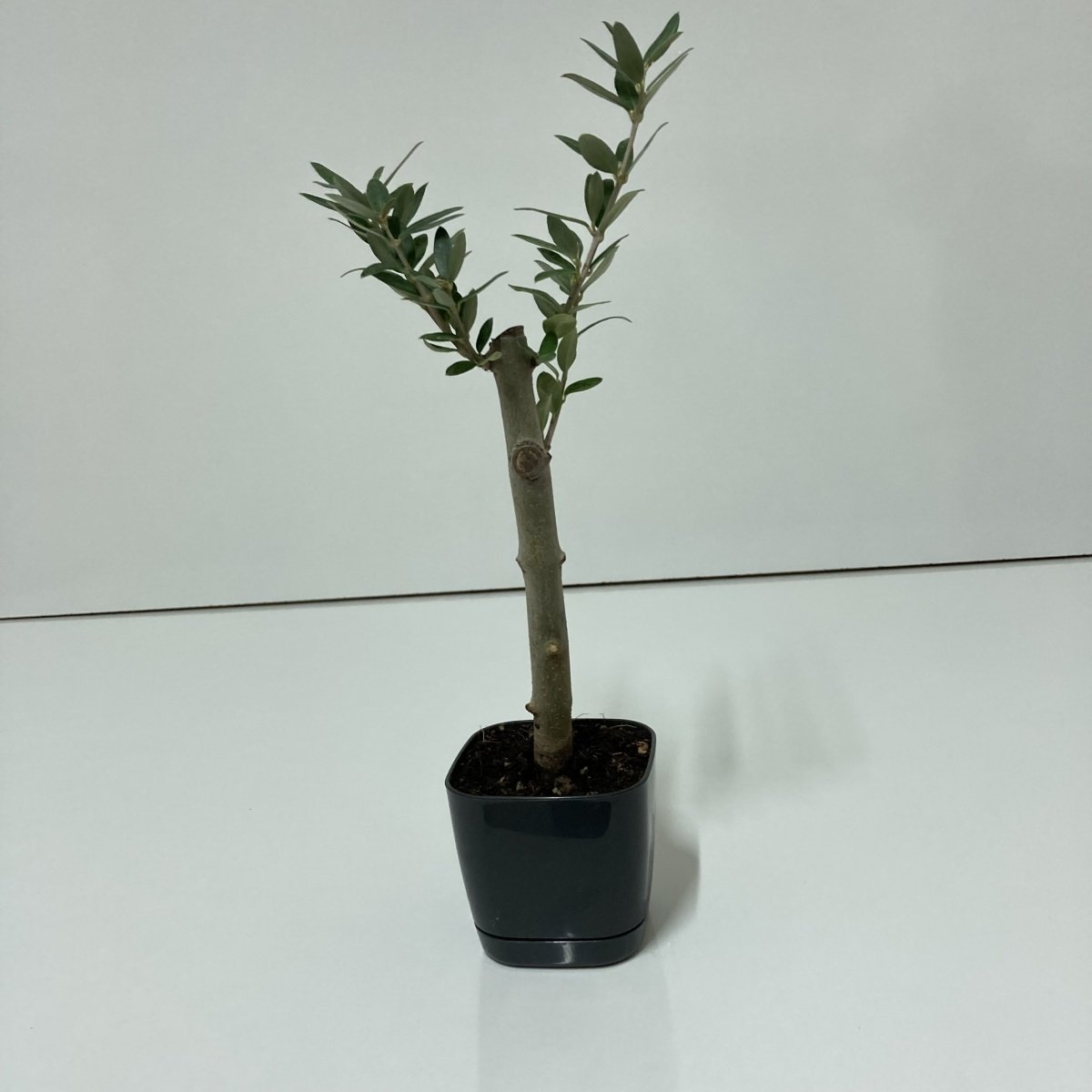 Bodur Siyah Lüx Saksıda Ofis Ortamına Uygun Bonsai Zeytin Fidanı(Kargo Ücretsiz)