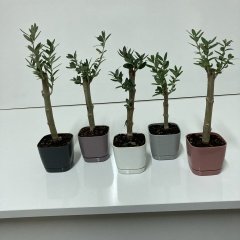 Bodur Gri Lüx Saksıda Ofis Ortamına Uygun Bonsai Zeytin Fidanı (Kargo Ücretsiz)