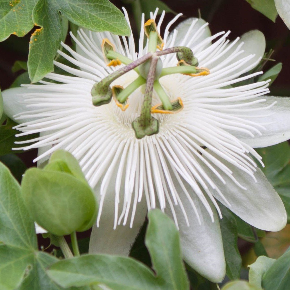 Tüplü Kokulu Passiflora Constance Eliott Fidanı