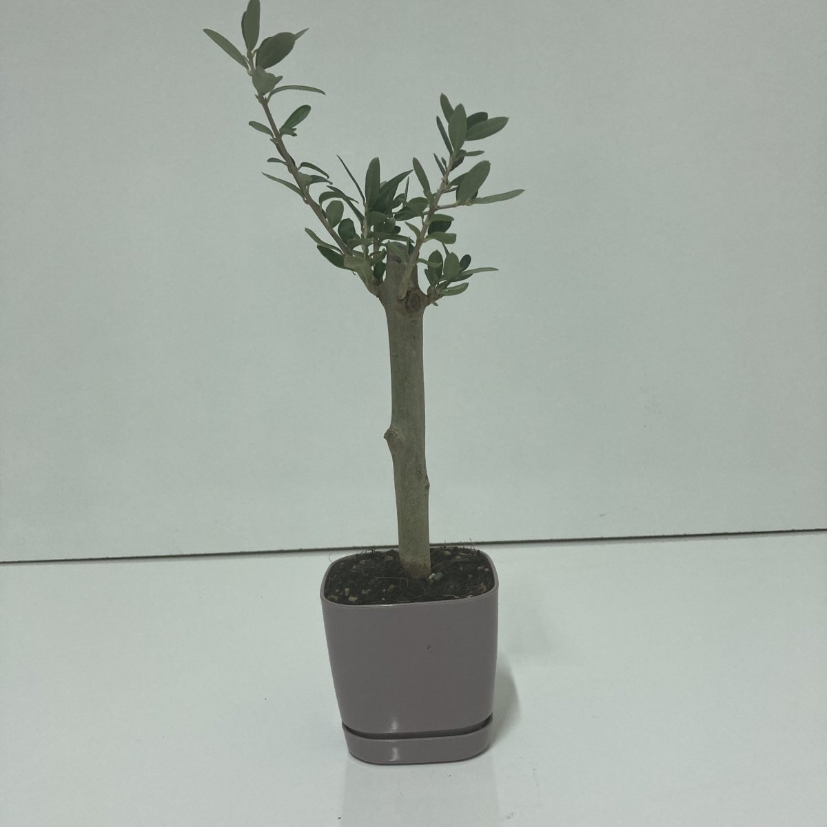 Bodur Mürdüm Lüx Saksıda Ofis Ortamına Uygun Bonsai Zeytin Fidanı (Kargo Ücretsiz)