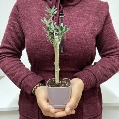 Bodur Mürdüm Lüx Saksıda Ofis Ortamına Uygun Bonsai Zeytin Fidanı (Kargo Ücretsiz)
