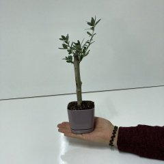 Bodur Mürdüm Lüx Saksıda Ofis Ortamına Uygun Bonsai Zeytin Fidanı (Kargo Ücretsiz)