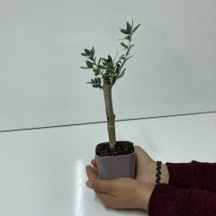 Bodur Mürdüm Lüx Saksıda Ofis Ortamına Uygun Bonsai Zeytin Fidanı (Kargo Ücretsiz)