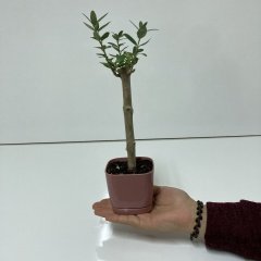 Bodur Gül Kurusu Lüx Saksıda Ofis Ortamına Uygun Bonsai Zeytin Fidanı (Kargo Ücretsiz )