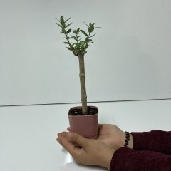 Bodur Gül Kurusu Lüx Saksıda Ofis Ortamına Uygun Bonsai Zeytin Fidanı (Kargo Ücretsiz )