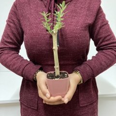 Bodur Gül Kurusu Lüx Saksıda Ofis Ortamına Uygun Bonsai Zeytin Fidanı (Kargo Ücretsiz )