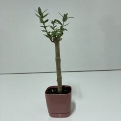 Bodur Gül Kurusu Lüx Saksıda Ofis Ortamına Uygun Bonsai Zeytin Fidanı (Kargo Ücretsiz )