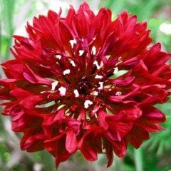 Kırmızı Renkli Bachelor Peygamber Çiçeği Tohumu 50 adet)