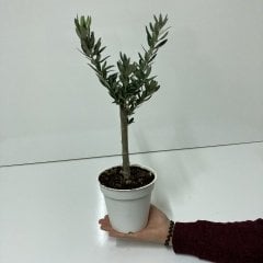 Orta Boy Beyaz Saksıda Bodur Ofis Ortamına Uygun Bonsai Zeytin Fidanı (Kargo Ücretsiz )