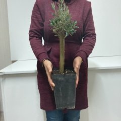 Büyük Boy Siyah Saksıda Bodur Ofis Ortamına Uygun Bonsai Zeytin Fidanı (Kargo Ücretsiz )