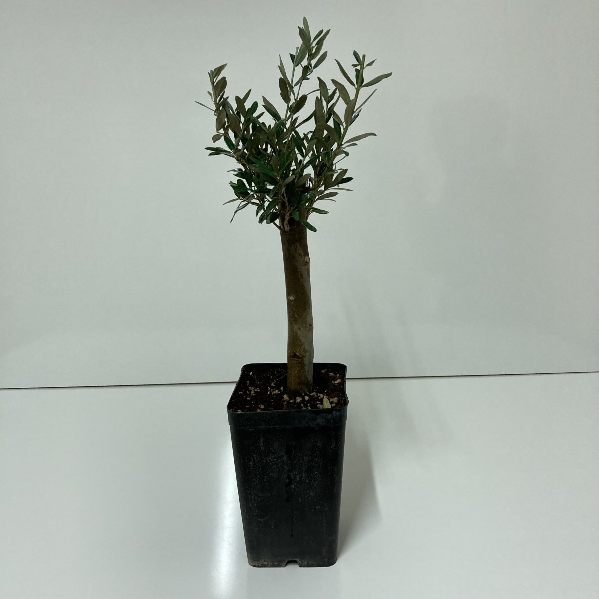 Büyük Boy Siyah Saksıda Bodur Ofis Ortamına Uygun Bonsai Zeytin Fidanı (Kargo Ücretsiz )