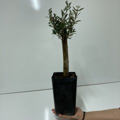 Büyük Boy Siyah Saksıda Bodur Ofis Ortamına Uygun Bonsai Zeytin Fidanı (Kargo Ücretsiz )