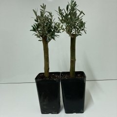 Büyük Boy Siyah Saksıda Bodur Ofis Ortamına Uygun Bonsai Zeytin Fidanı (Kargo Ücretsiz )