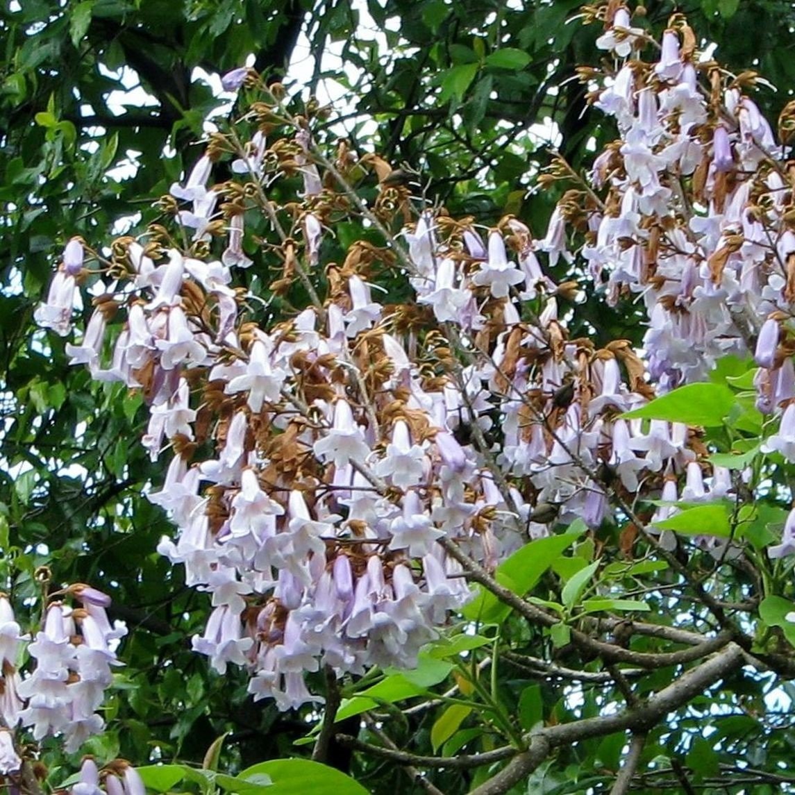 Tüplü Beyaz Çiçekli Yoğun Kokulu Paulownia Fortunei Fidanı(150-250 cm)