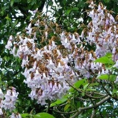 Tüplü Beyaz Çiçekli Yoğun Kokulu Paulownia Fortunei Fidanı(150-250 cm)
