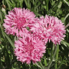 Pembe Peygamber Çiçeği Tohumu (50 tohum)