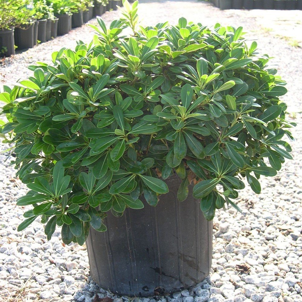 Tüplü Pittosporum Ağacı Fidanı