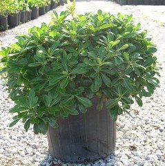 Tüplü Pittosporum Ağacı Fidanı