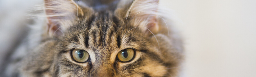 Kedinizin Sevimli Özelliklerinin Ardındaki Bilim