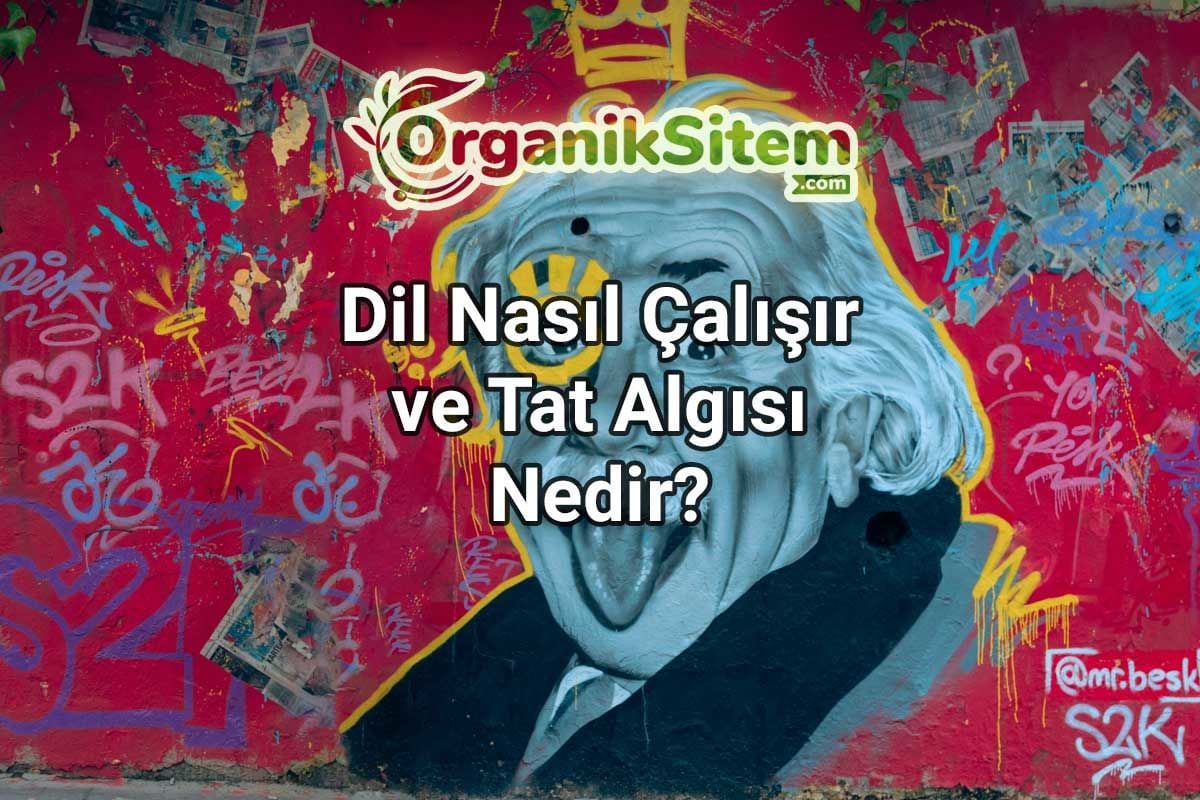 Dil Nasıl Çalışır ve Tat Algısı Nedir?