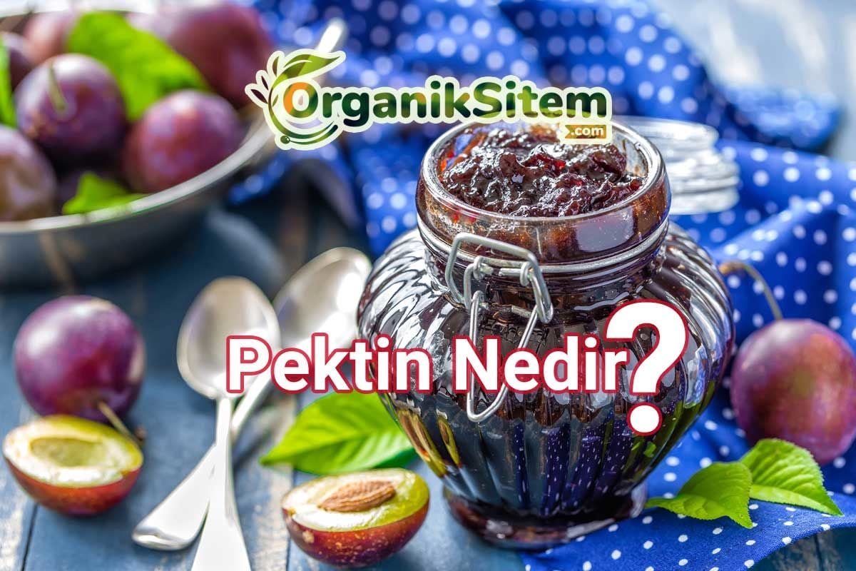 Pektin Nedir?