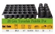 28 Göz Yuvarlak Fidelik ( 10 Adet )