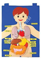 İç Organ Cırtlı Kumaş Panosu