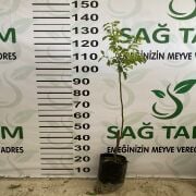 Can Erik Fidanı Tüplü Aşılı 2 Yaş (90-110 cm) 500 Adet