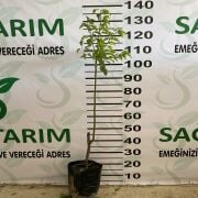 Yeşil Can Erik Fidanı Tüplü Aşılı 2 Yaş (90-110 cm) 500 Adet