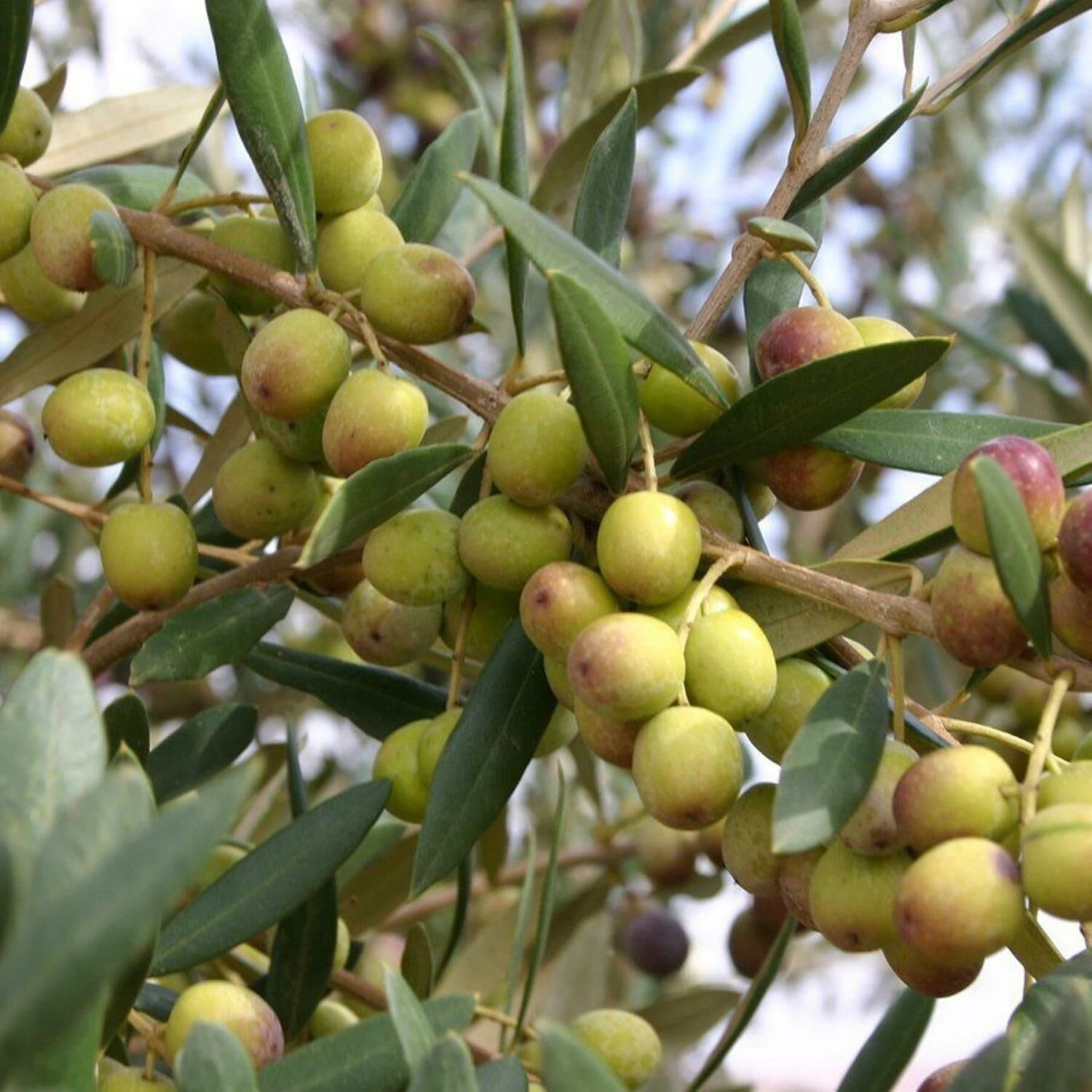 Bodur Arbequina Zeytin Fidanı Tüplü 2 Yaş (50-70 cm)-(500  Adet)