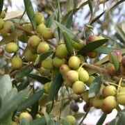 Bodur Arbequina Zeytin Fidanı Tüplü 2 Yaş (50-70 cm)-(500  Adet)