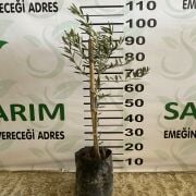 Bodur Arbequina Zeytin Fidanı Tüplü 2 Yaş (50-70 cm)-(500  Adet)