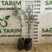 Bodur Arbequina Zeytin Fidanı Tüplü 2 Yaş (50-70 cm)-(500  Adet)