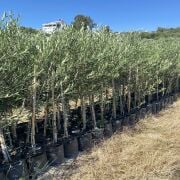 Bodur Arbequina Zeytin Fidanı Tüplü 2 Yaş (50-70 cm)-(500  Adet)