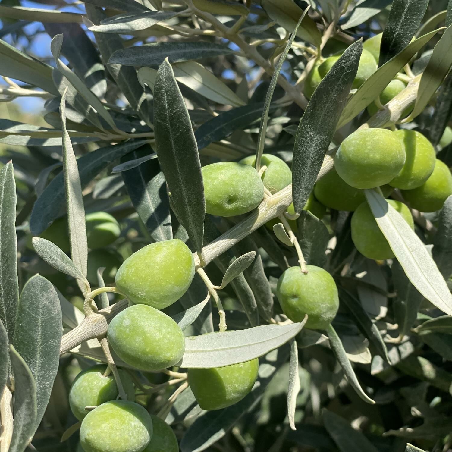 Gemlik Zeytin Fidanı Tüplü 1 Yaş (50-70 cm) 500 Adet