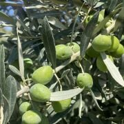 Gemlik Zeytin Fidanı Tüplü 1 Yaş (50-70 cm) 500 Adet