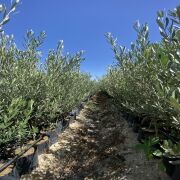 Gemlik Zeytin Fidanı Tüplü 1 Yaş (50-70 cm) 500 Adet