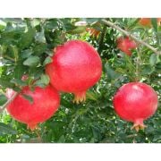 Hicaz Nar Fidanı Sertifikalı  Tüplü Aşılı 4 Yaş (120-140 cm) 500 Adet