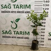 Kara Limon Fidanı Sertifikalı Tüplü Aşılı 2 Yaş (90-120 cm) 500 Adet