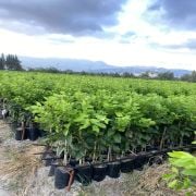 Kara Limon Fidanı Sertifikalı Tüplü Aşılı 2 Yaş (90-120 cm) 500 Adet