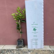 Navelina Portakal Fidanı Tüplü Aşılı  Sertifikalı 2 Yaş (90-120 cm) 500 Adet