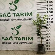 Limon Fidanı 250 Adet - Portakal  Fidanı 250 Adet İkili Fidan Paketi