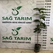 Rojo Brillante Trabzon Hurması Fidanı Tüplü Aşılı 3 Yaş (+120 cm) 500 Adet