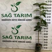 Kakaolu Trabzon Hurması Fidanı Tüplü Aşılı 3 Yaş (+120 cm) 500 Adet