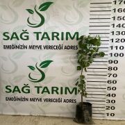 Salkım Meyveli Şekerpare Kayısı Fidanı Tüplü Aşılı 2Yaş (90-110cm) 500 Adet
